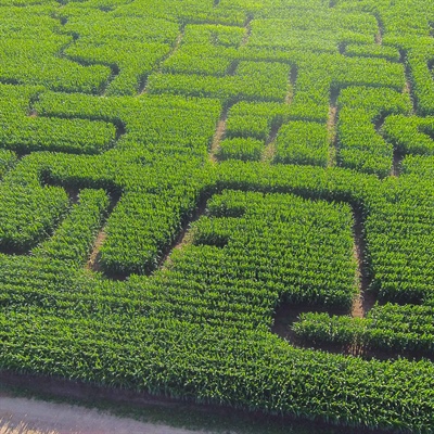 Corn Maze Fun at Cook’s Farm Dairy! 🌽🍦